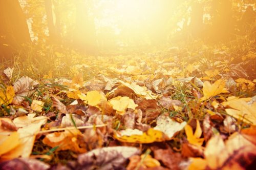 Otoño aromas