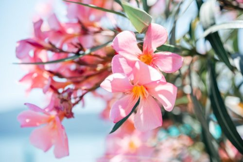 aromas de primavera
